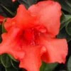 Orange Frost Bloom 'N Again Azalea - 1 Gallon Pot -Azaleas Store Bloom N Again Orange Frost 1 500x750 1