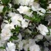Snowball Bloom 'N Again Azalea - 6 Pack Of 1 Gallon Pots -Azaleas Store Bloom N Again Snowball 1 500x750 2