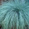 Beyond Blue Festuca (Fescue) - 6 Pack Of 1 Gallon Pots -Azaleas Store Blue Fescue Beyond Blue 21 1