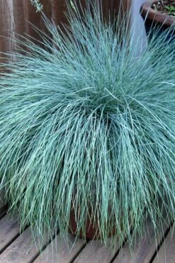 Beyond Blue Festuca (Fescue) - 3 Pack Of Quart Pots -Azaleas Store Blue Fescue Beyond Blue 21