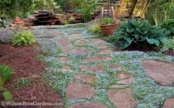 Blue Star Creeper (Laurentia Fluviatilis) - 3 Pack Of Quart Pots -Azaleas Store Blue Star Creeper 21