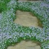 Blue Star Creeper (Laurentia Fluviatilis) - 3 Pack Of Quart Pots -Azaleas Store Blue Star Creeper 22