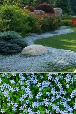 Blue Star Creeper (Laurentia Fluviatilis) - 3 Pack Of Quart Pots -Azaleas Store Blue Star Creeper 24