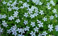 Blue Star Creeper (Laurentia Fluviatilis) - 3 Pack Of Quart Pots -Azaleas Store Blue Star Creeper Laurentia 1
