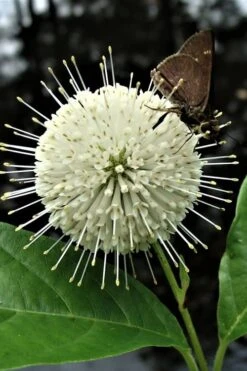 Buttonbush (Cephalanthus Occidentalis) - 3 Gallon Pot -Azaleas Store Buttonbush 3