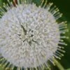 Buttonbush (Cephalanthus Occidentalis) - 3 Gallon Pot 2 Buttonbush (Cephalanthus Occidentalis) - 3 Gallon Pot -Azaleas Store Buttonbush 4