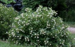 Buttonbush (Cephalanthus Occidentalis) - 3 Gallon Pot -Azaleas Store Buttonbush 6