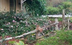 Sarrel Dwarf Camellia Sasanqua - 3 Gallon Pot -Azaleas Store Camellia Sarrel 5