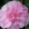 Sarrel Dwarf Camellia Sasanqua - 3 Gallon Pot -Azaleas Store Camellia Sorrel 1