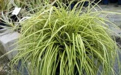 Evercolor Everoro Carex - 1 Gallon Pot -Azaleas Store Carex Everoro 2