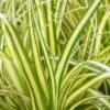 Evercolor Everoro Carex - 1 Gallon Pot -Azaleas Store Carex Everoro 500x750 1