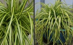Evercolor Eversheen Carex - 1 Gallon Pot -Azaleas Store Carex Eversheen 2