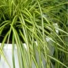 Evercolor Eversheen Carex - 1 Gallon Pot -Azaleas Store Carex Eversheen 500x750 1
