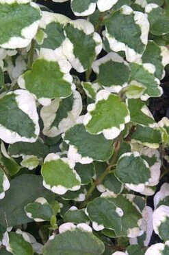 Variegated Creeping Fig - Ficus Pumila 'Variegata' - 5 Pack Of Pint Pots 13 Variegated Creeping Fig - Ficus Pumila 'Variegata' - 5 Pack Of Pint Pots -Azaleas Store Creeping Fig Variegated Ficus Pumila Rev 500x750 2