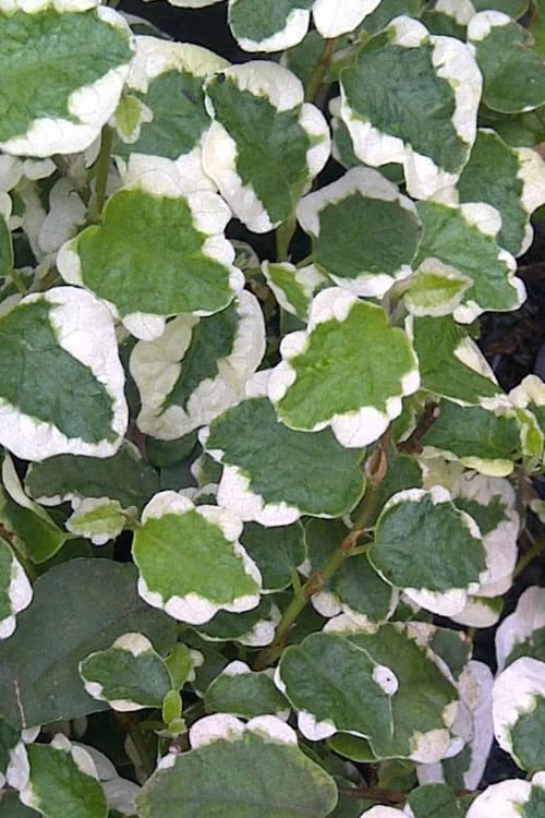 Variegated Creeping Fig - Ficus Pumila 'Variegata' - 5 Pack Of Pint Pots 7 Variegated Creeping Fig - Ficus Pumila 'Variegata' - 5 Pack Of Pint Pots - Image 5