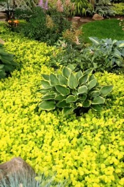 Golden Creeping Jenny - Lysimachia Nummularia Aurea - 10 Pack Of Pint Pots -Azaleas Store Creeping Jenny 21