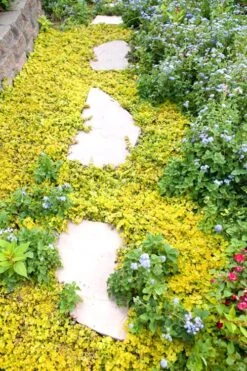 Golden Creeping Jenny - Lysimachia Nummularia Aurea - 10 Pack Of Pint Pots -Azaleas Store Creeping Jenny 25