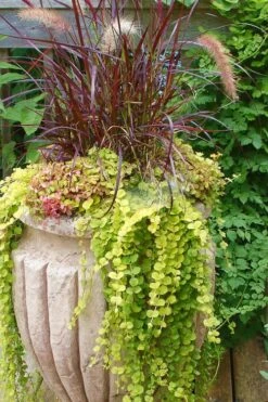 Golden Creeping Jenny - Lysimachia Nummularia Aurea - 10 Pack Of Pint Pots -Azaleas Store Creeping Jenny 26