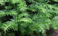 Creeping Japanese Plum Yew (Cephalotaxus Harringtonia 'Prostrata') - 6 Pack Of 2.5 Quart Pots -Azaleas Store Creeping japanese Plum Yew 1 1