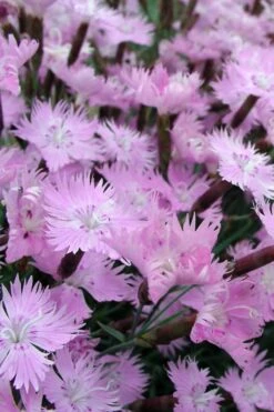 Bath's Pink Dianthus - 5 Pack Of Quart Pots 12 Bath's Pink Dianthus - 5 Pack Of Quart Pots -Azaleas Store Dianthus Baths Pink 10
