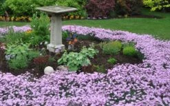 Bath's Pink Dianthus - 5 Pack Of Quart Pots 13 Bath's Pink Dianthus - 5 Pack Of Quart Pots -Azaleas Store Dianthus Baths Pink 7