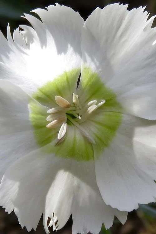 Charles Musgrave White Dianthus - 1 Gallon Pot 3 Charles Musgrave White Dianthus - 1 Gallon Pot