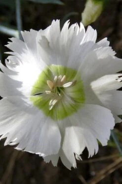 Charles Musgrave White Dianthus - 1 Gallon Pot 13 Charles Musgrave White Dianthus - 1 Gallon Pot -Azaleas Store Dianthus Charles Margrave 3