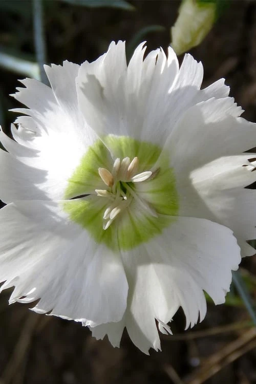 Charles Musgrave White Dianthus - 1 Gallon Pot 8 Charles Musgrave White Dianthus - 1 Gallon Pot - Image 6