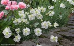 Charles Musgrave White Dianthus - 1 Gallon Pot 11 Charles Musgrave White Dianthus - 1 Gallon Pot -Azaleas Store Dianthus Charles Margrave 5