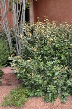 Glen St. Mary Silverberry (Elaeagnus Pungens) - 7 Gallon Pot 13 Glen St. Mary Silverberry (Elaeagnus Pungens) - 7 Gallon Pot -Azaleas Store Elaeagnus Glen St Mary 1