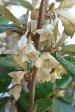 Glen St. Mary Silverberry (Elaeagnus Pungens) - 7 Gallon Pot 11 Glen St. Mary Silverberry (Elaeagnus Pungens) - 7 Gallon Pot -Azaleas Store Elaeagnus Glen St Mary Flowers