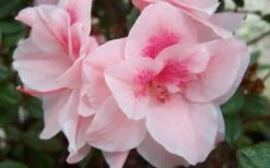 Autumn Belle Encore Azalea - 6 Pack Of 1 Gallon Pots -Azaleas Store Encore Azalea Autumn Belle 1