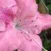 Autumn Debutante Encore Azalea - 1 Gallon -Azaleas Store Encore Azalea Autumn Debutante 500x750 1