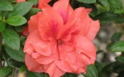Autumn Monarch Encore Azalea - 1 Gallon Pot 9 Autumn Monarch Encore Azalea - 1 Gallon Pot -Azaleas Store Encore Azalea Autumn Monarch 4 50