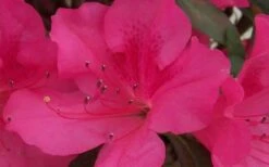 Autumn Sangria Encore Azalea - 2 Gallon Pot -Azaleas Store Encore Azalea Autumn Sangria 5