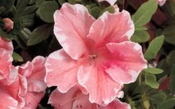 Autumn Sunburst Encore Azalea - 6 Pack Of 1 Gallon Pots -Azaleas Store Encore Azalea Autumn Sunburst 5