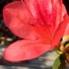 Autumn Sunset Encore Azalea - 1 Gallon Pot -Azaleas Store Encore Azalea Autumn Sunset 2 500x750 1