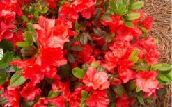 Autumn Sunset Encore Azalea - 1 Gallon Pot -Azaleas Store Encore Azalea Autumn Sunset 5