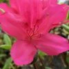 Autumn Carnival Encore Azalea - 1 Gallon Pot -Azaleas Store Encore Azalea Autumn UNKNOWN 4 500x750 1