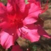 Autumn Sangria Encore Azalea - 2 Gallon Pot -Azaleas Store Encore Azalea Autumn UNKNOWN 500x750 1