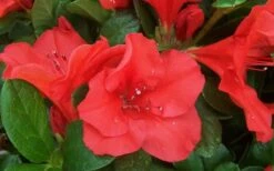 Autumn Sunset Encore Azalea - 1 Gallon Pot -Azaleas Store Encore Azalea Sunset 1