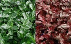 Purple Wintercreeper - Euonymus Fortunei Coloratus - 3 Pack Of Pint Pots -Azaleas Store Euonymus Coloratus Purple Winter Creeper 50 1 1