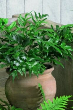 Japanese Holly Fern - Cyrtomium Falcatum 'Rochfordianum' - 2.5 Quart Pot -Azaleas Store Fern Japanese Holly 8