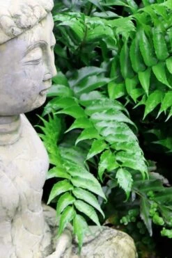 Japanese Holly Fern - Cyrtomium Falcatum 'Rochfordianum' - 2.5 Quart Pot -Azaleas Store Fern Japanese Holly 9