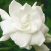 August Beauty Gardenia - 6 Pack Of 1 Gallon Pots -Azaleas Store Gardenia August Beauty 5 500x750 3