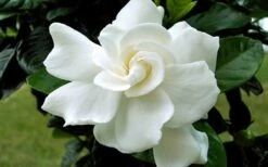 August Beauty Gardenia (Single Trunk Topiary Tree) - 5 Gallon Pot -Azaleas Store Gardenia August Beauty Flower Closeup 1
