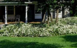 Radicans Creeping Dwarf Gardenia - 1 Gallon Pot -Azaleas Store Gardenia Creeping 20 1