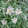 Variegated Creeping Dwarf Gardenia - 3 Gallon Pot -Azaleas Store Gardenia Creeping Variegated Rev 500x750 1