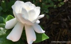 Crown Jewel Gardenia - 1 Gallon Pot -Azaleas Store Gardenia Crown Jewel 4