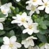 Hardy Fragrant Daisy Gardenia Bush - 1 Gallon Pot -Azaleas Store Gardenia Daisy 20